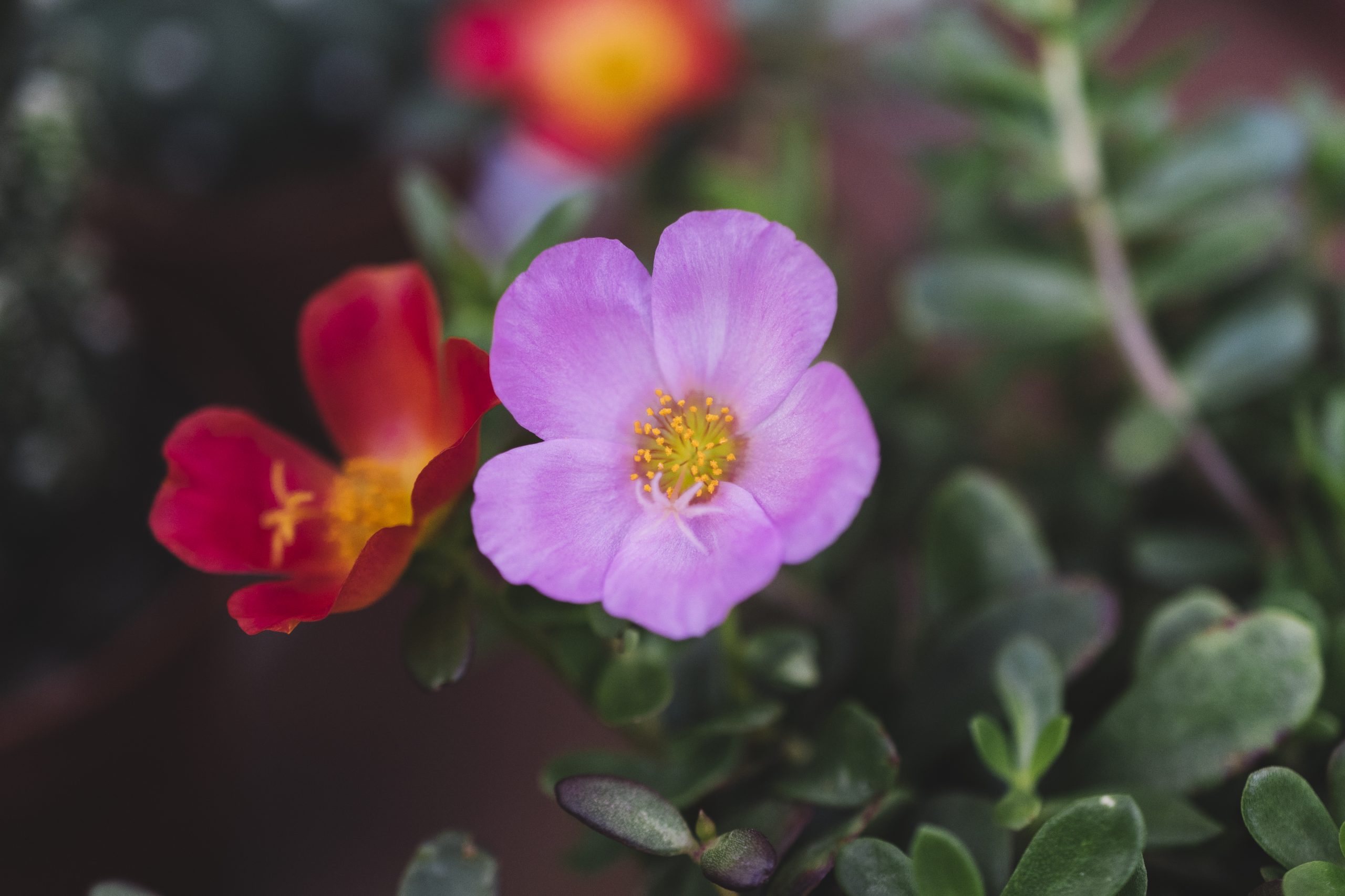 close-up-view-purple-red-flowers